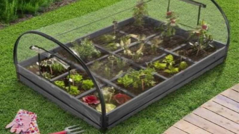 Legume din grădina ta